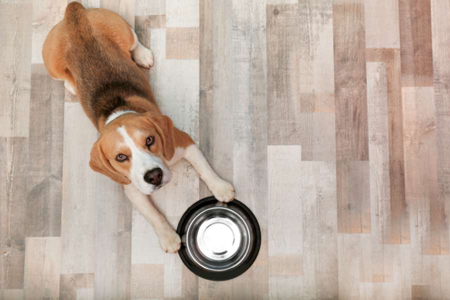 Köpeği Sağlıklı Bir Şekilde Nasıl Besleriz?
