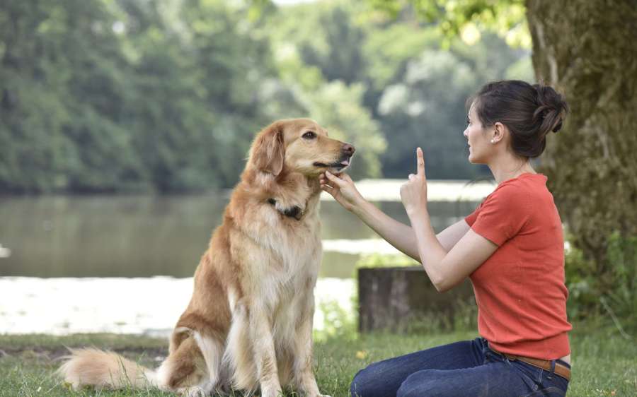 Köpeğinizi Eğitirken Uygulayabileceğiniz Metotlar
