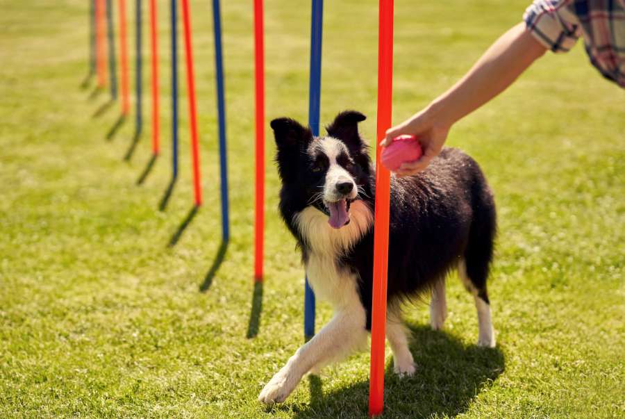 Köpeğinizin Keyif Alabileceği Bazı Aktiviteler